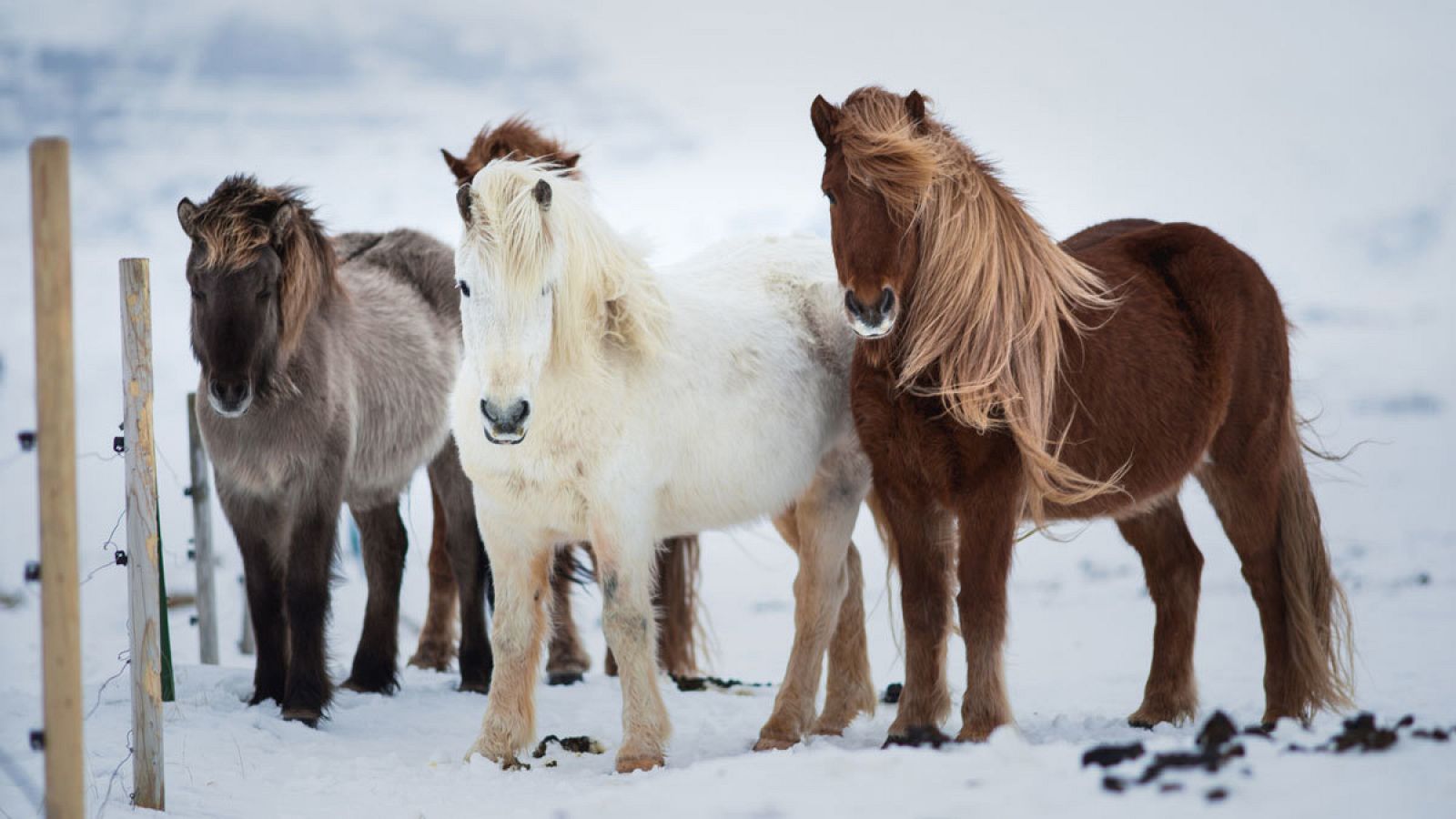 El caballo islandés es famoso en todo el mundo por su escasa estatura, su robustez y su pelaje grueso.