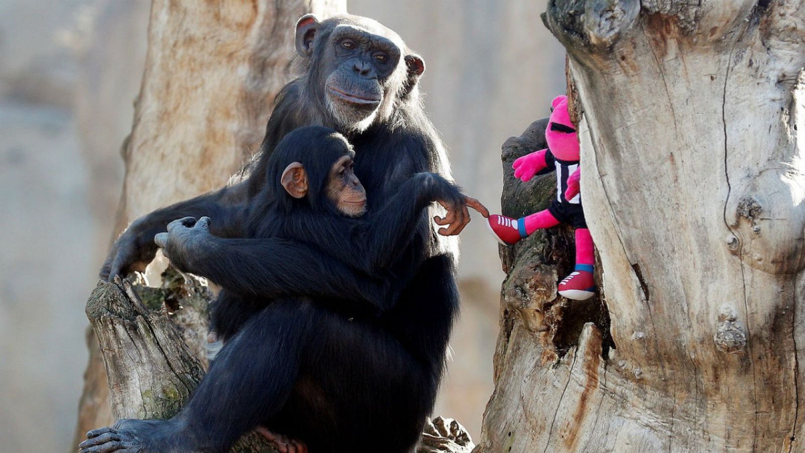 Un chimpancé y su cría juegan con un peluche tras el paso de Papá Noel por las instalaciones del Bioparc para agasajar a los animales con presentes navideños.