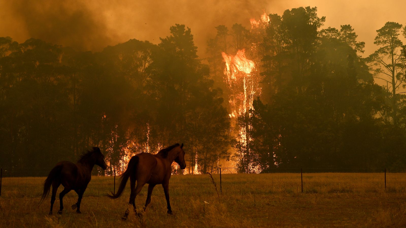 Australia Los Incendios Afectan A 480 Millones De Animales Rtve