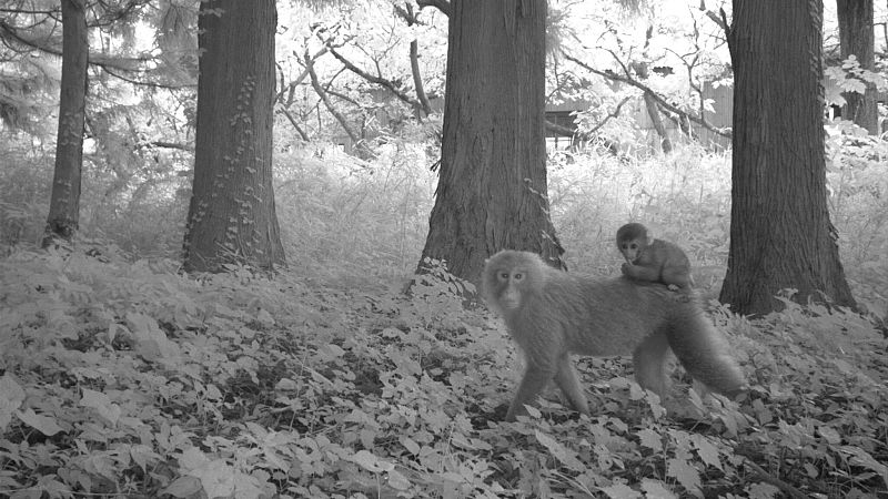 Numerosas especies abundan en la Zona de Evacuación de Fukushima, a pesar de su contaminación radiológica.