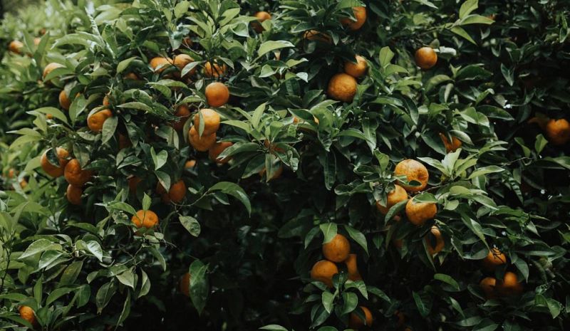Cómo plantar un árbol frutal