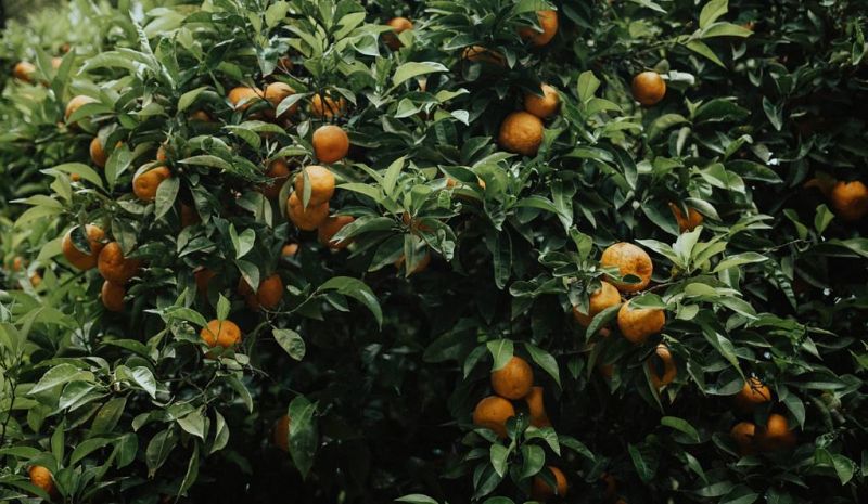  Cómo plantar un árbol frutal 