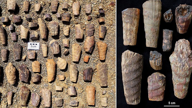 Un equipo de científicos descubre un "raro fósil marino" de hace 465 millones de años en Cabañeros