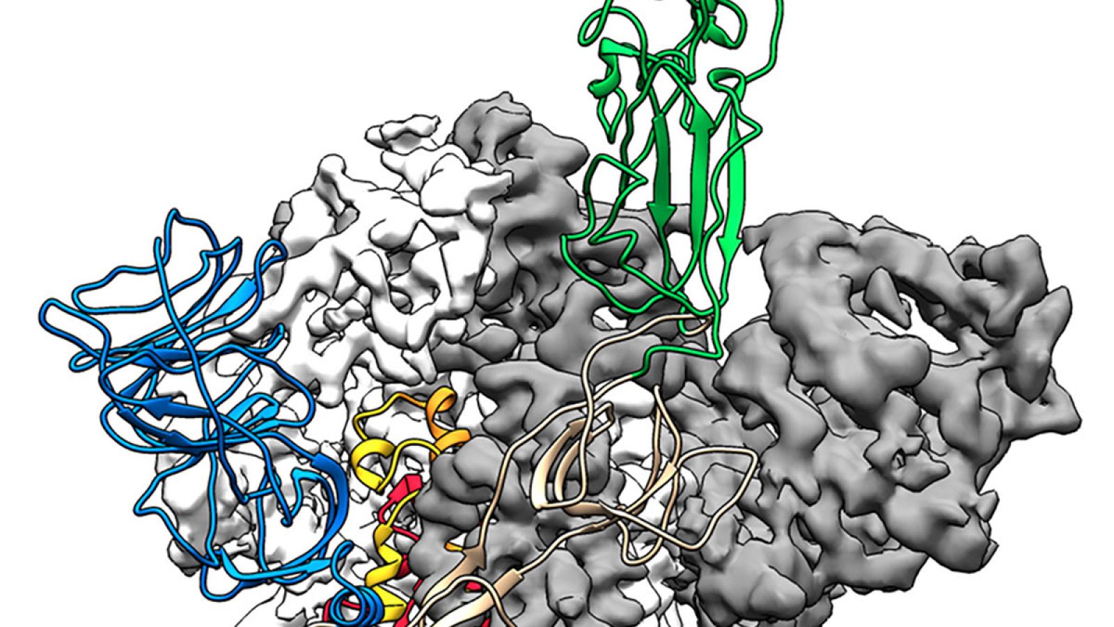 La Universidad de Texas crea un mapa anatómico 3D del coronavirus