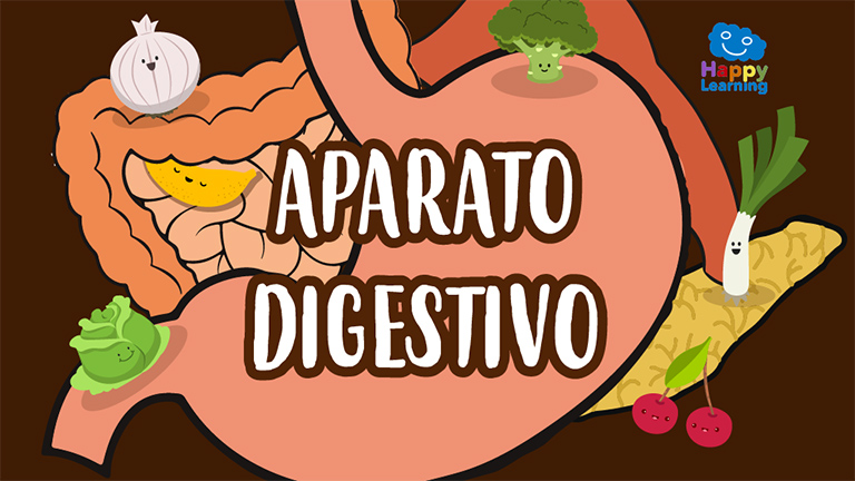 El aparato digestivo