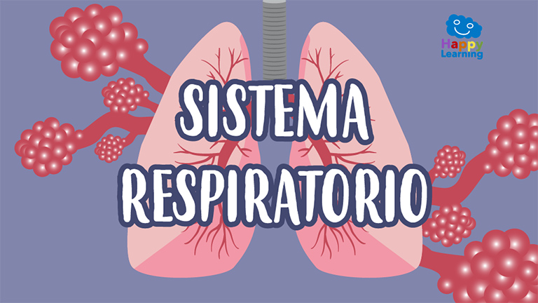 El sistema respiratorio