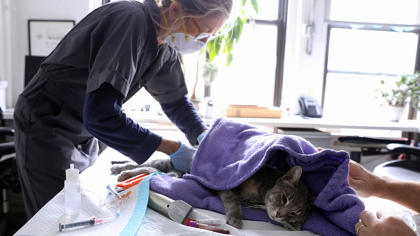 Un gato, atendido en un veterinario de Nueva York.