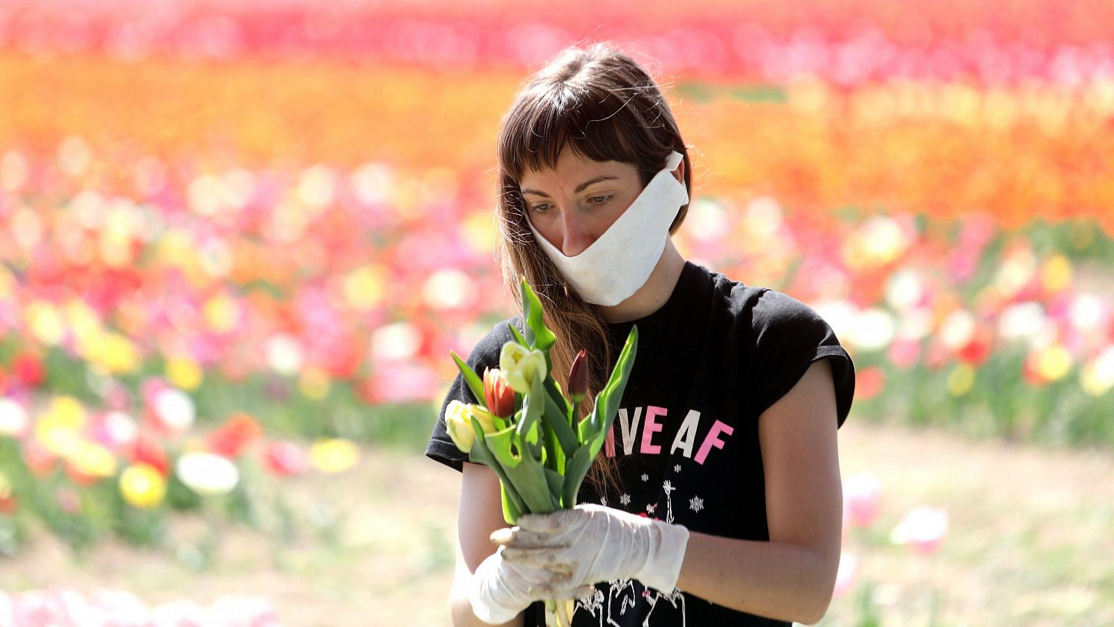 Coronavirus en Italia: Una trabajadora recolecta tulipanes en un campo de cultivo en Arese, cerca de Milán.
