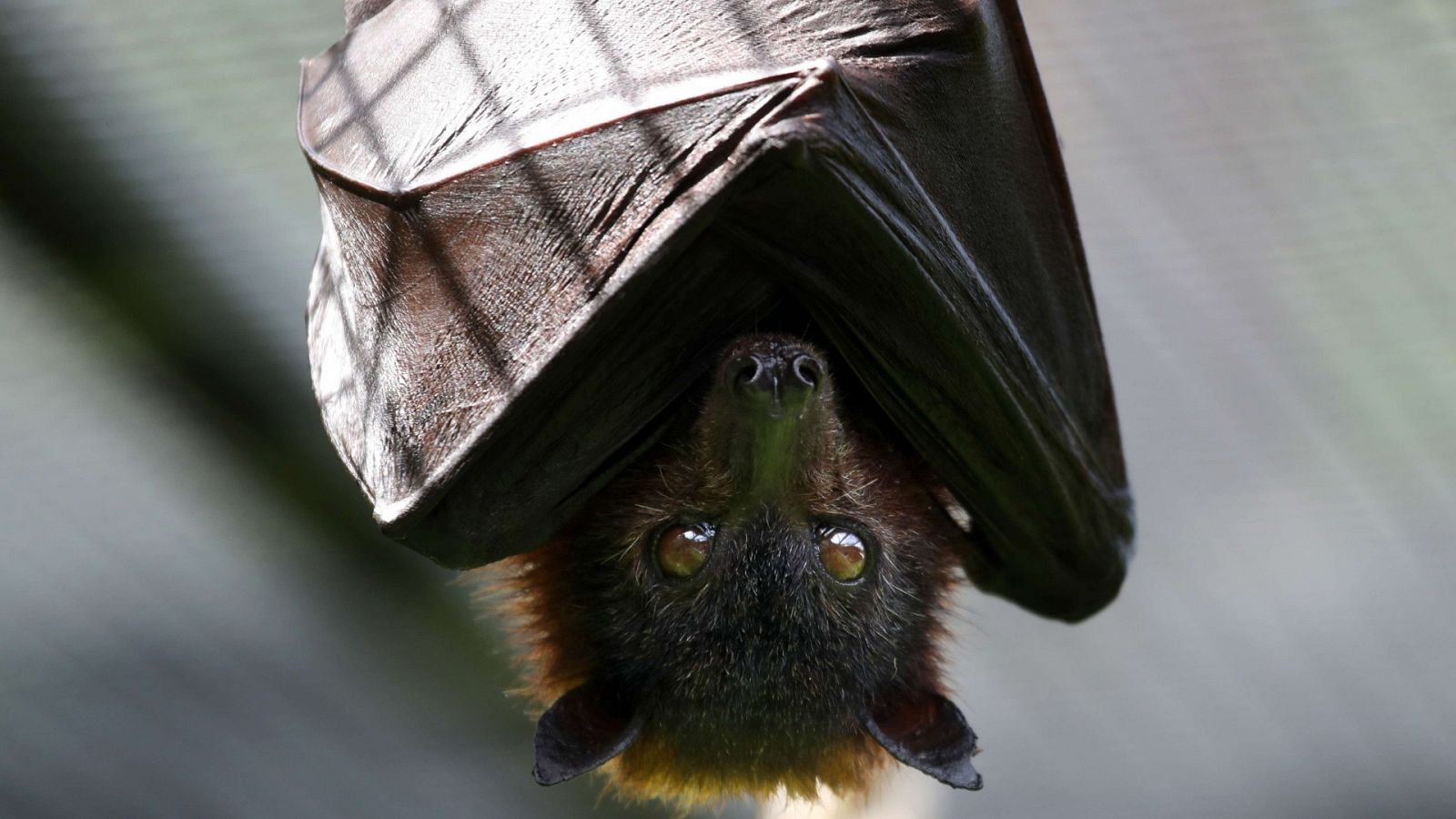 Murciélago de la fruta, zoo de Oakland, California, EE.UU.