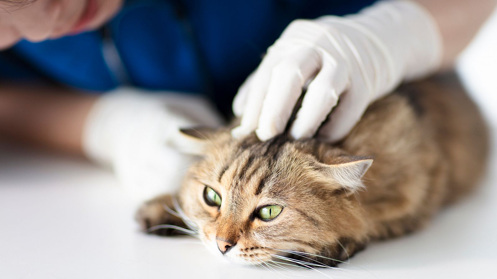 Coronavirus - Detectan el primer caso de gato infectado por ...
