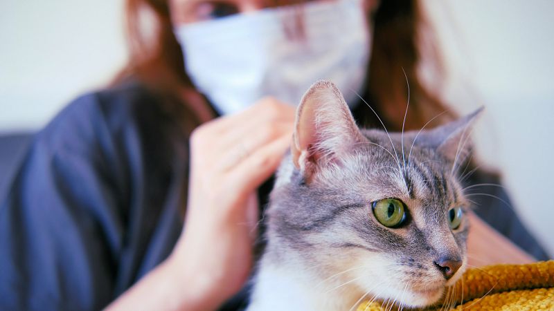 No hay evidencia de que la COVID-19 en animales tenga una contribución significativa en la epidemia.