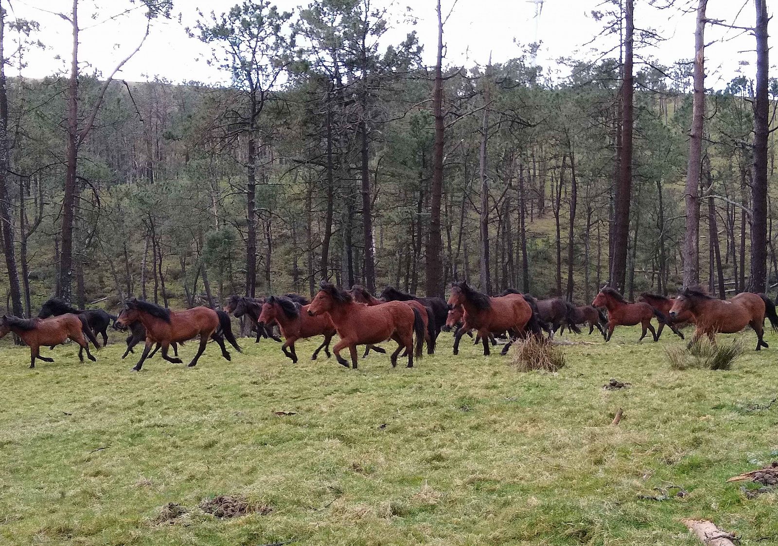 Cabalos de pura raza gallega desbrozando los montes