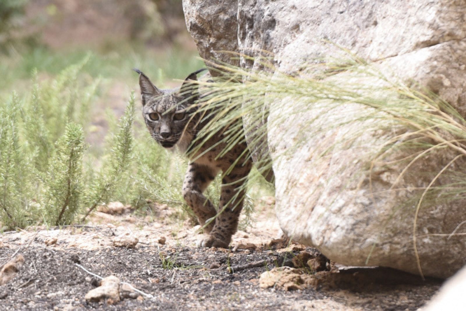 Lince ibérico.