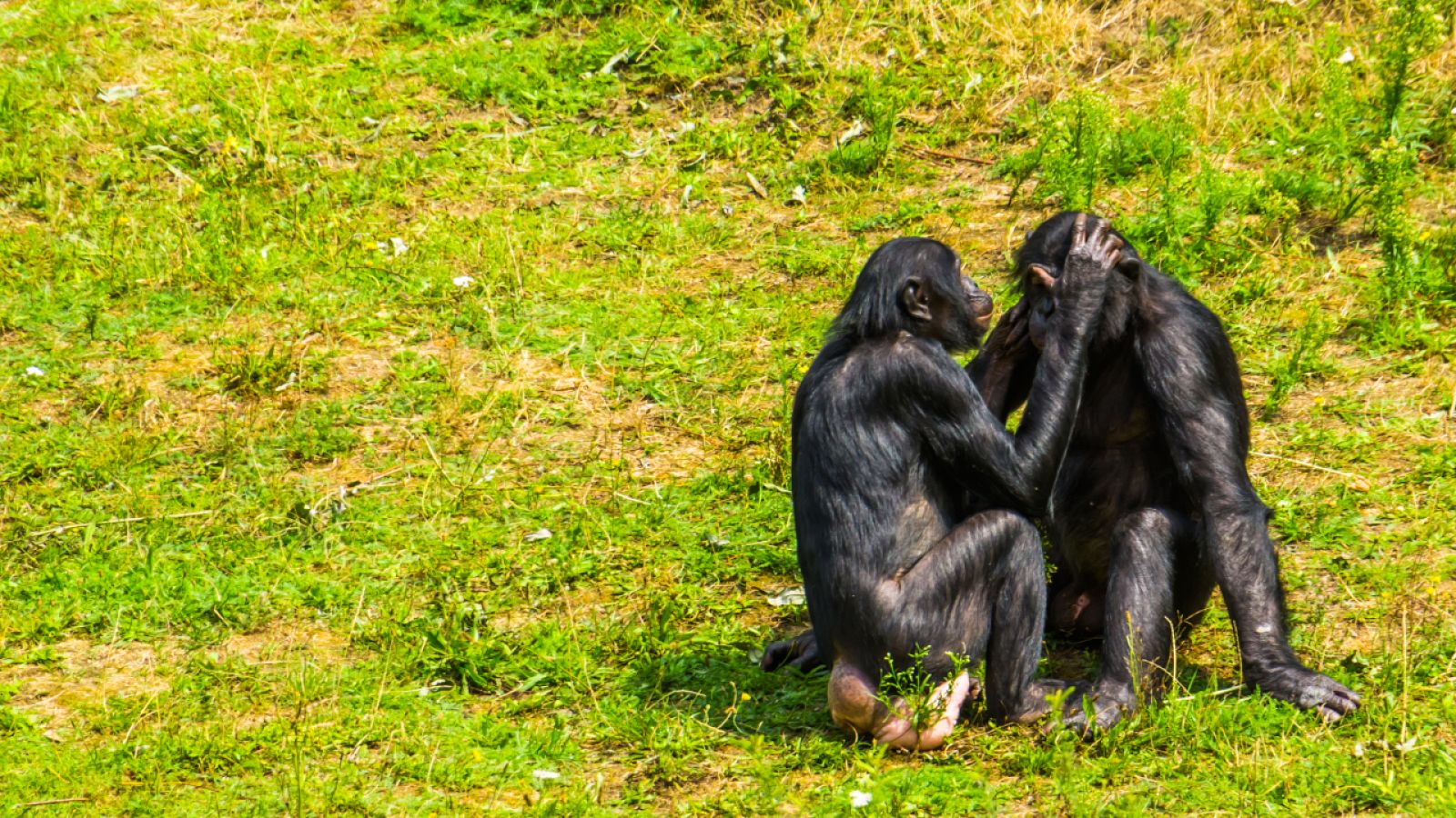Homosexualidad en el mundo animal RTVE.es