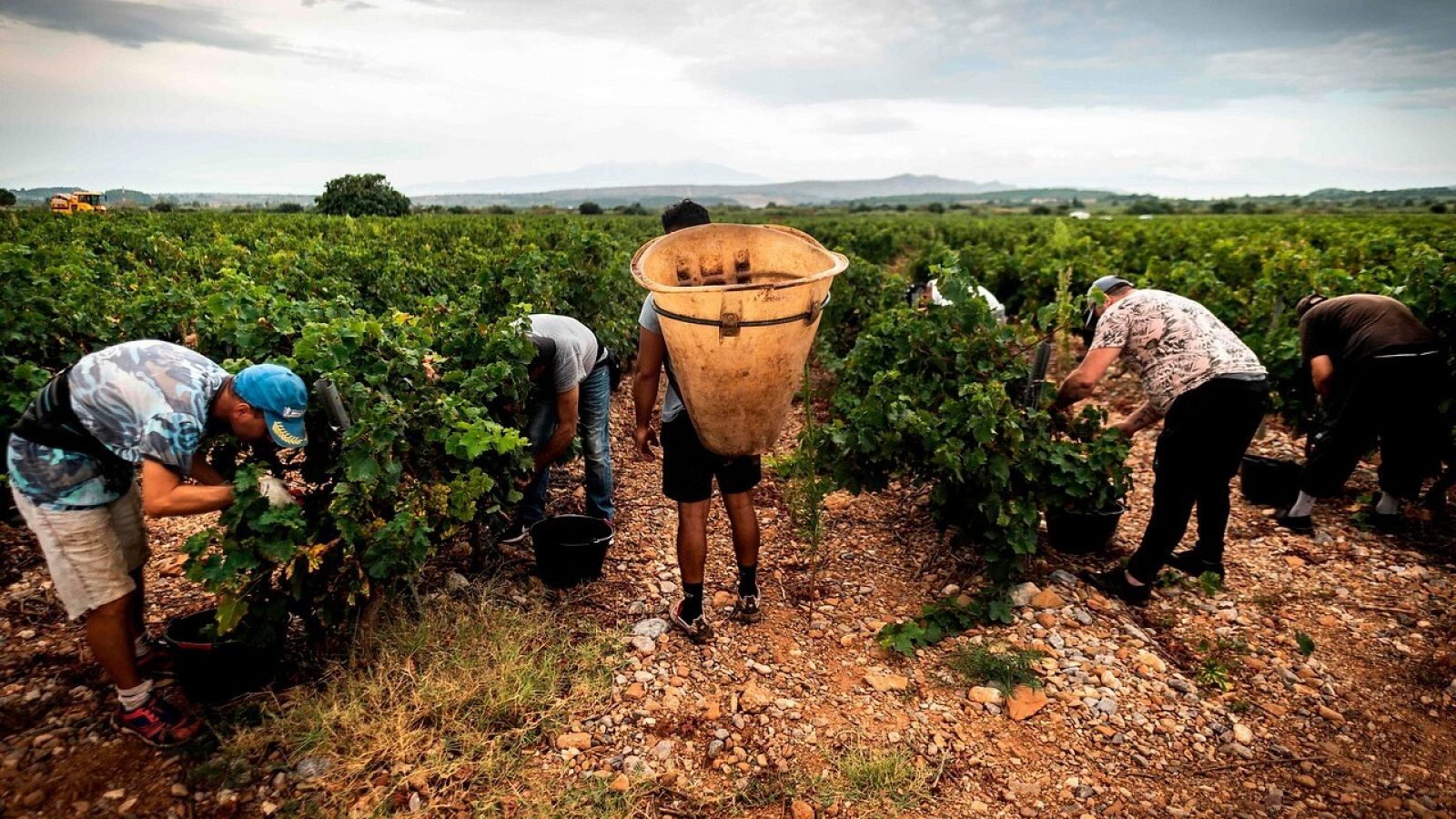 Vendimiadores en Espira-De-L'Agly, sur de Francia.  Lionel Bonaventure/Afp. 