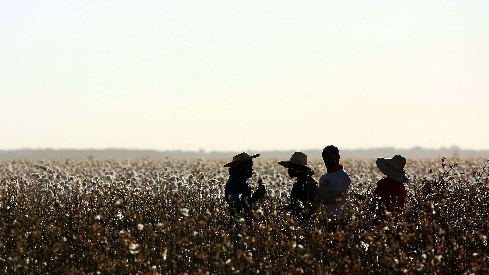 Trabajadores hablan en un campo de algodón. 