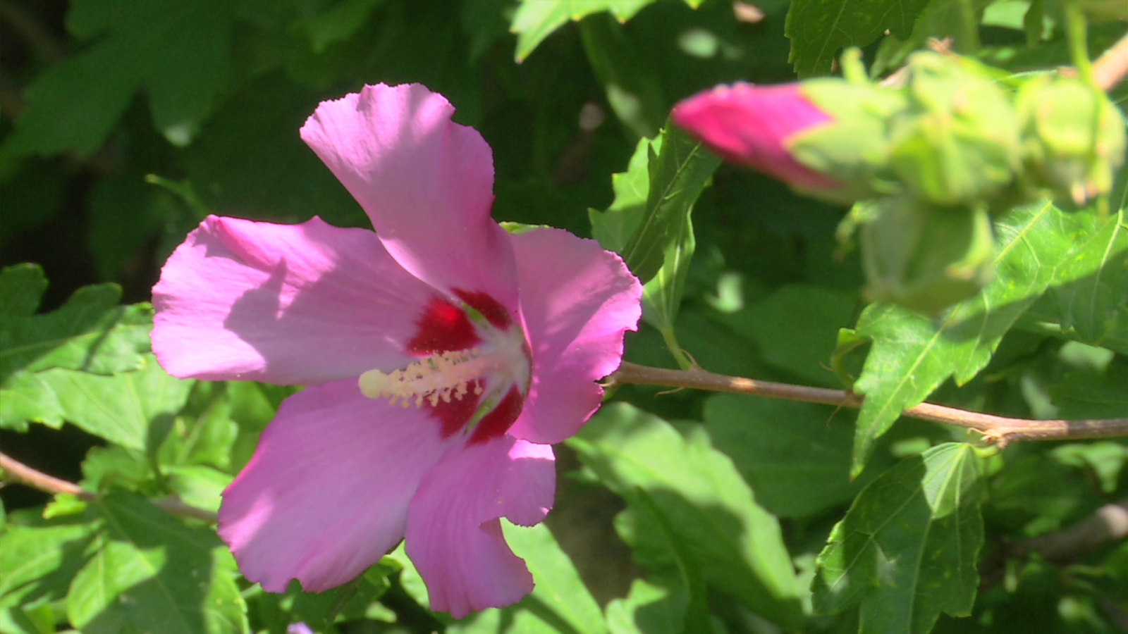 Beneficios de comer hibiscus