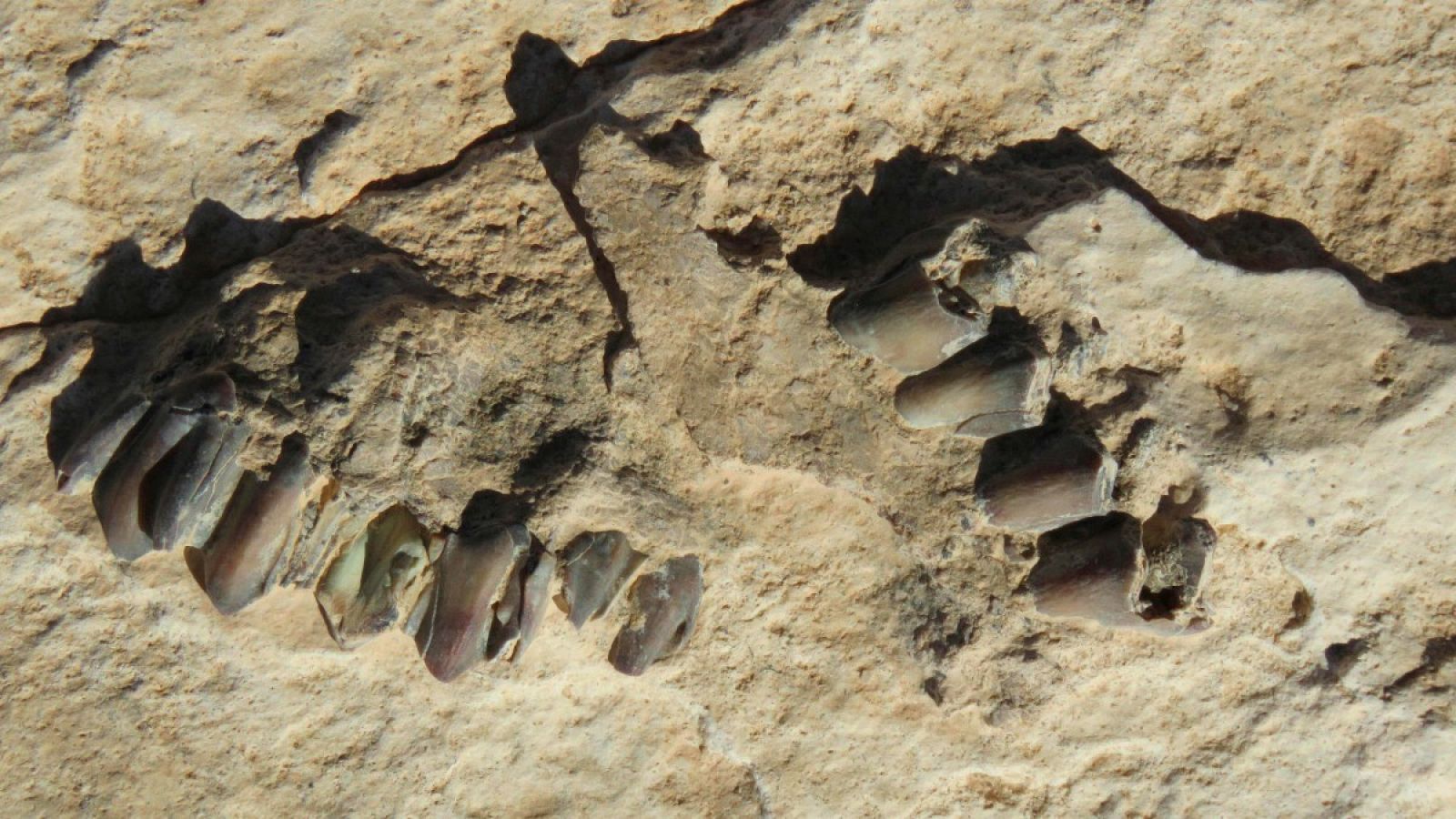 Huellas de animales encontradas en la superficie del antiguo lago de Alathar, Arabia