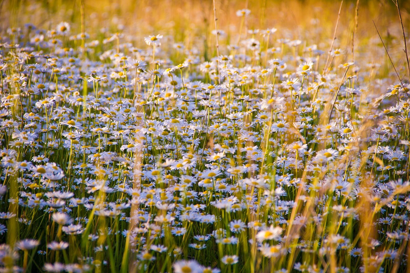 Flores silvestres olvidadas
