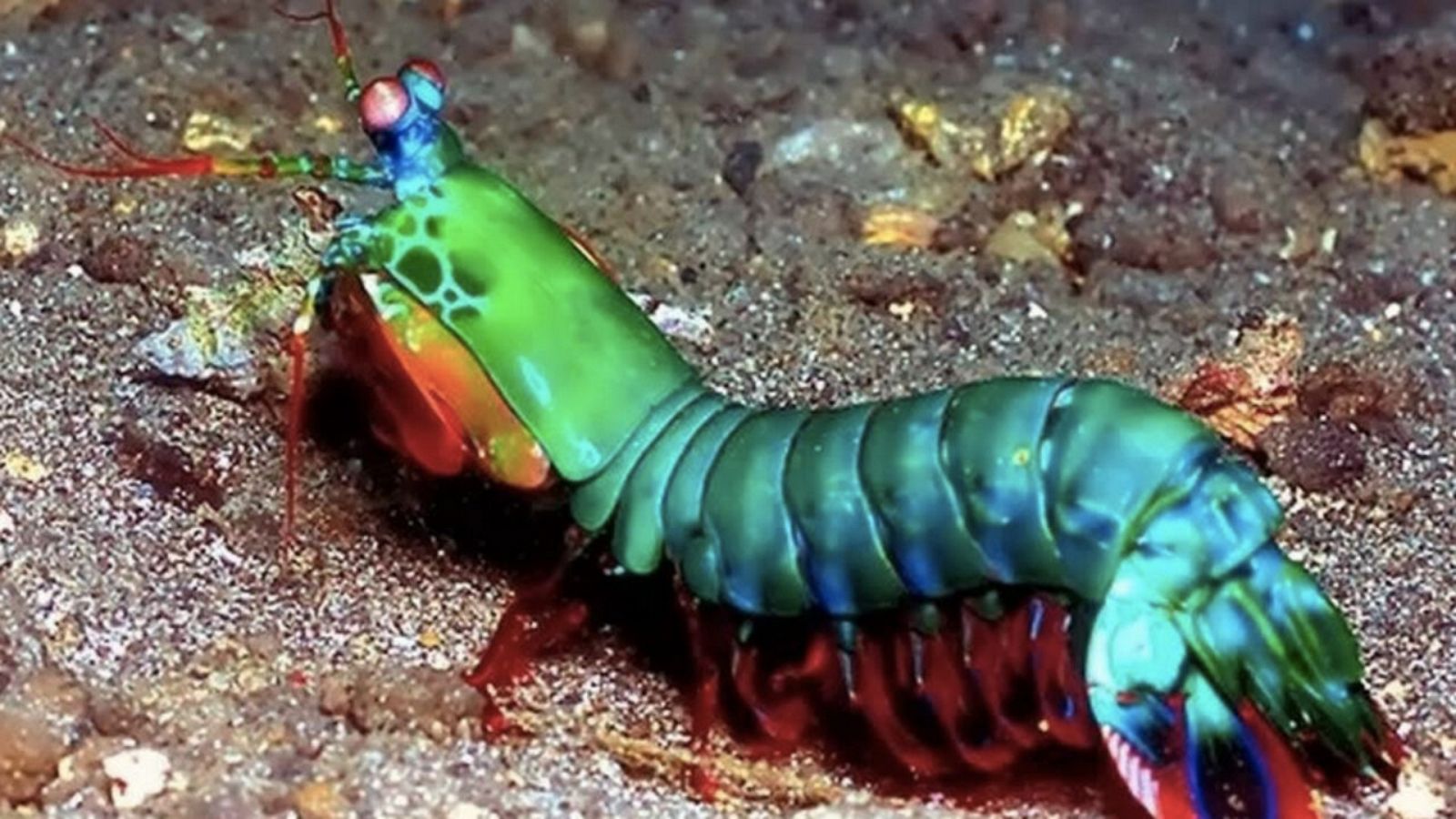 La vistosa y letal gamba mantis
