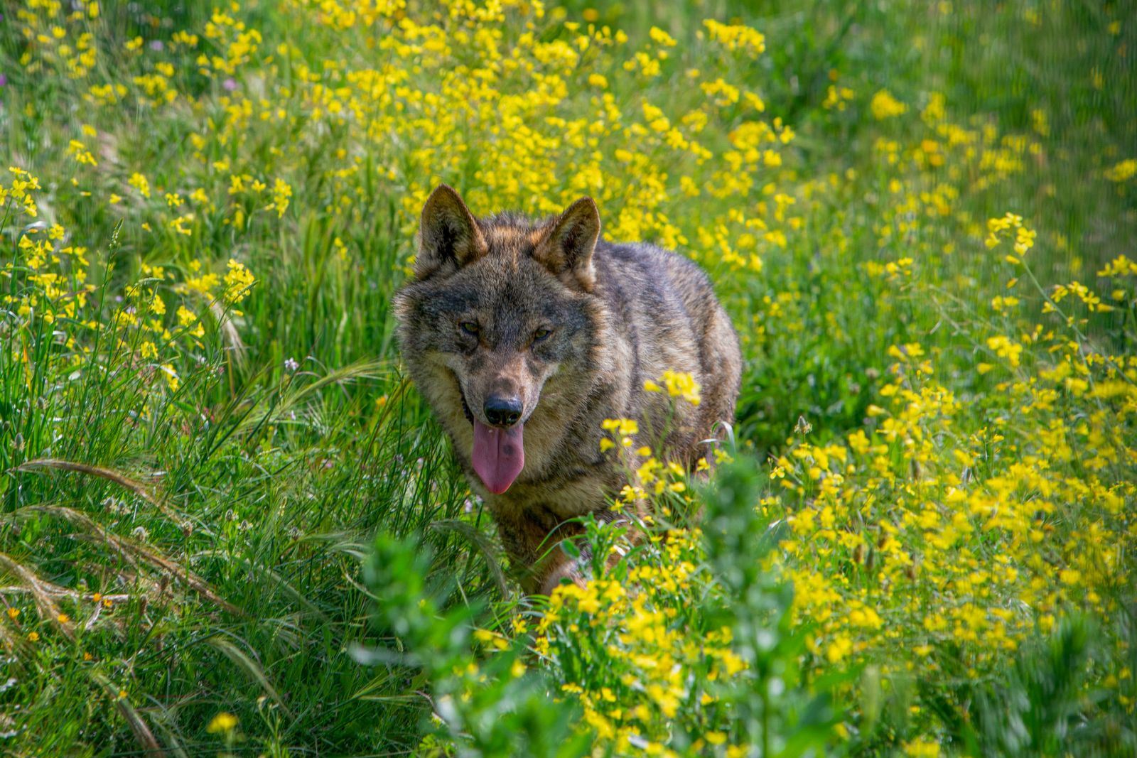 Lobo ibérico: especie en peligro de extinción