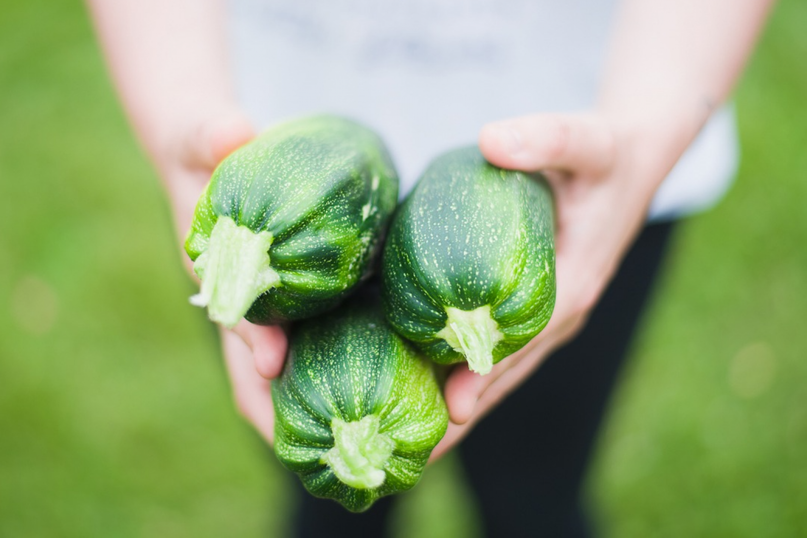 Calabacines: ¡muy fáciles de plantar!