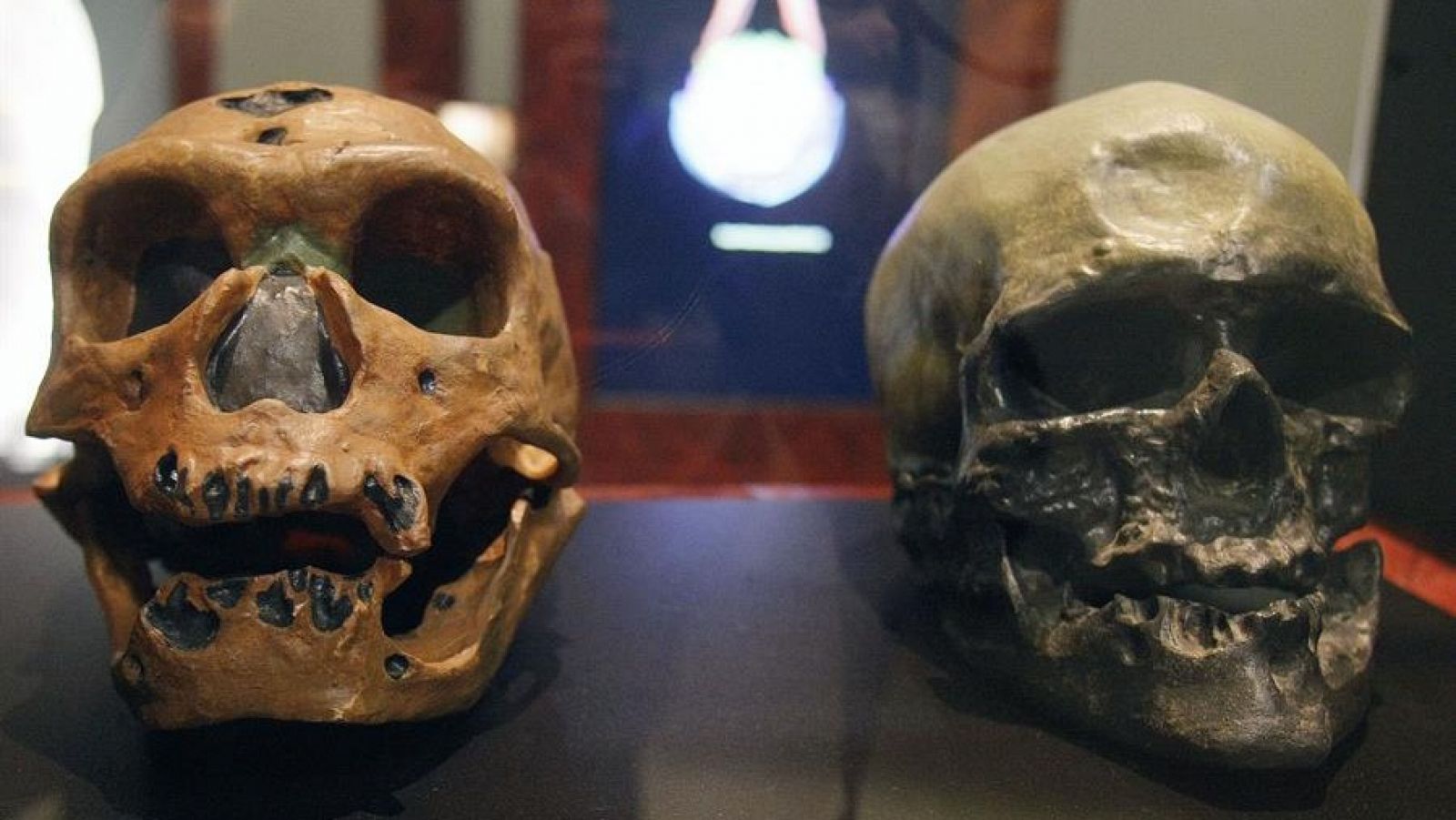 Imagen de archivo de cráneos de un homo neanderthalensis (i) y un homo sapiens (d)