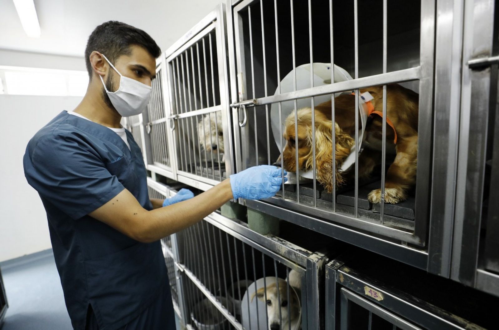 Un joven cuida de varios perros en una protectora