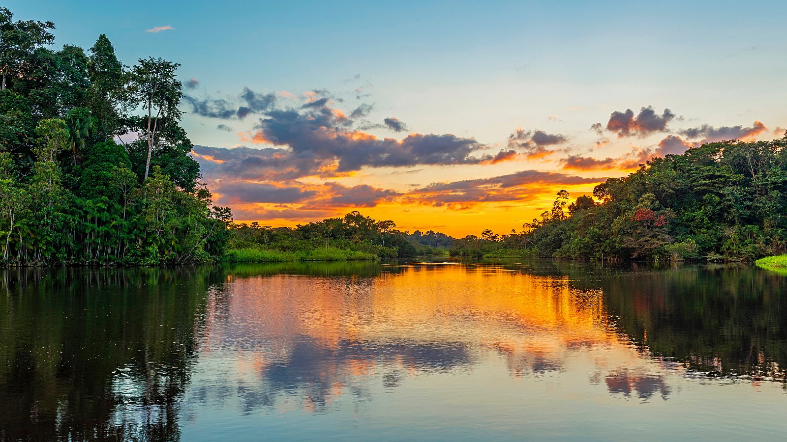 Bosques como los de la Amazonía son los más amenazados por la deforestación y los incendios.