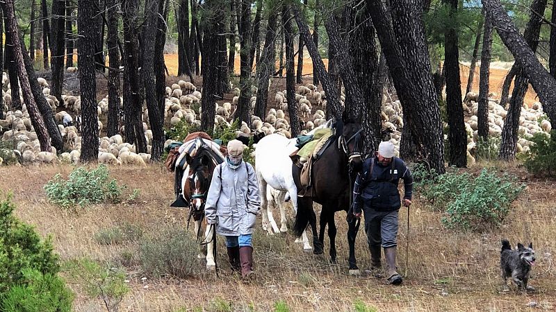 Manolo y Claudia atraviesan cada año la provincia de Cuenca con sus ovejas