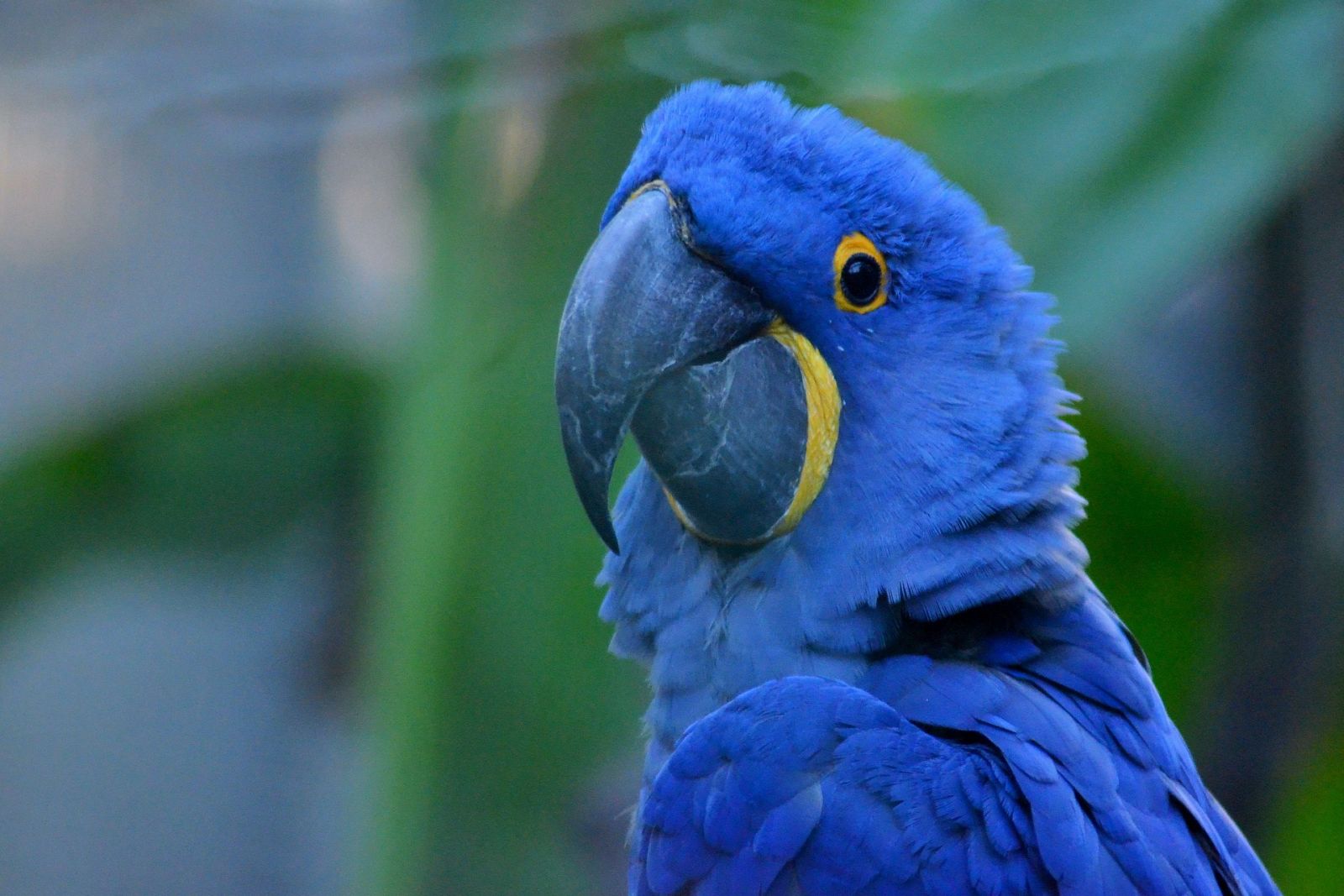 Guacamayo azul: una de las aves en mayor peligro de extinción