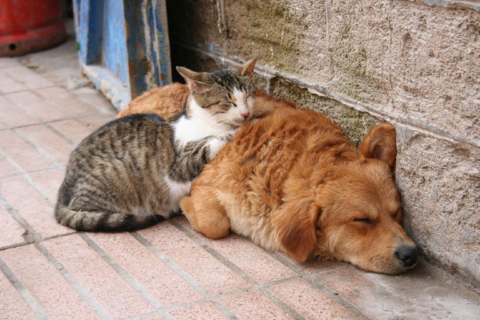 ¿Cómo es la adopción de perros y gatos?