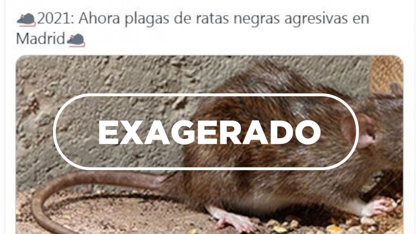 Detalle de la captura de uno de los tuits alertando sobre la presencia de ratas en Madrid y el sello de VerificaRTVE con la palabra exagerado.