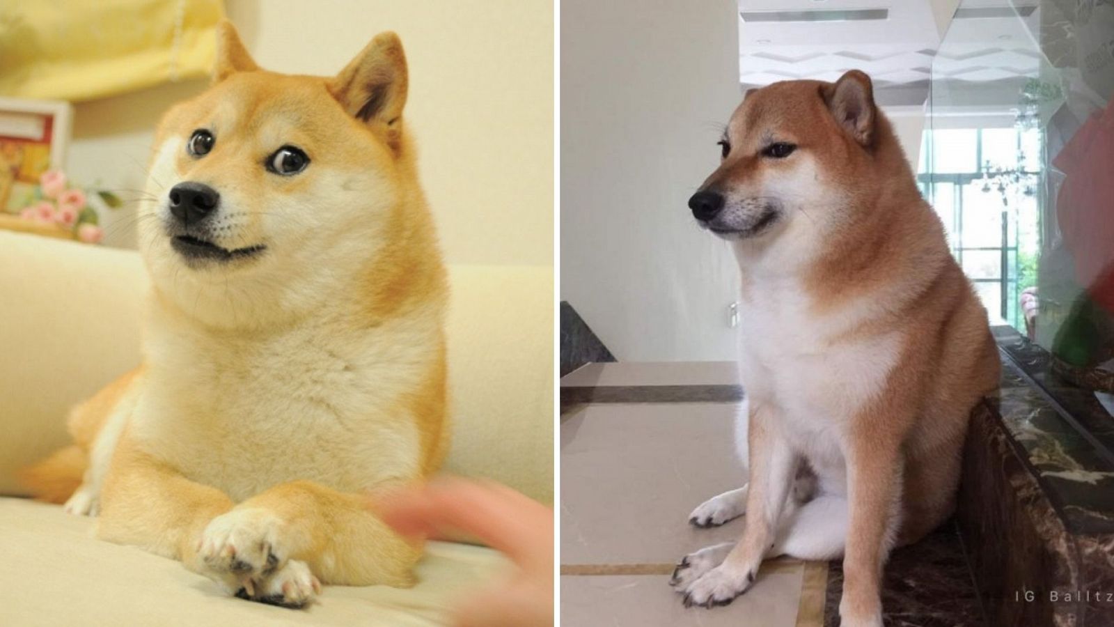 Doge vs. Cheems, el origen detrás del meme