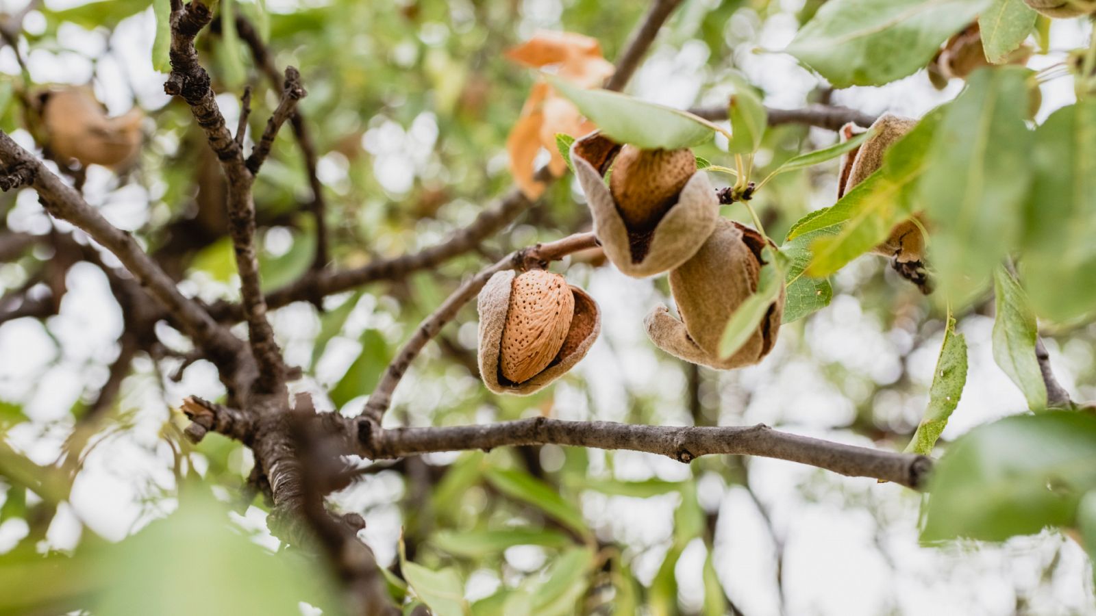 Cómo afecta el cambio climático al cultivo de las almendras?