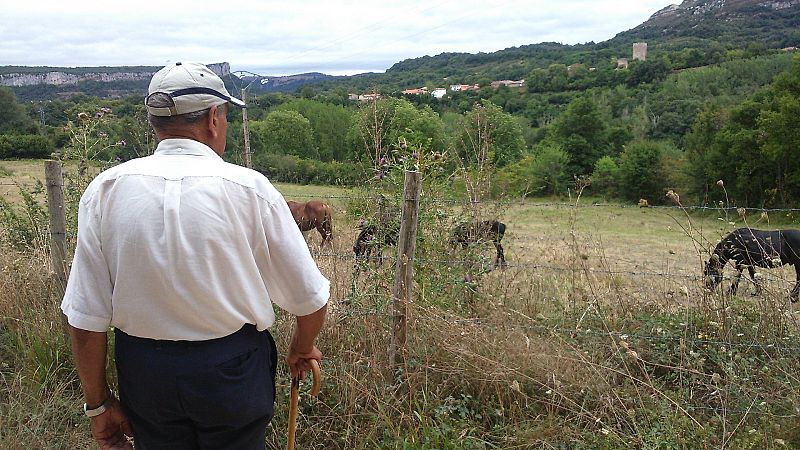 Un hombre observa la yeguada en el municipio de Dosante de Valdeporres, en Burgos