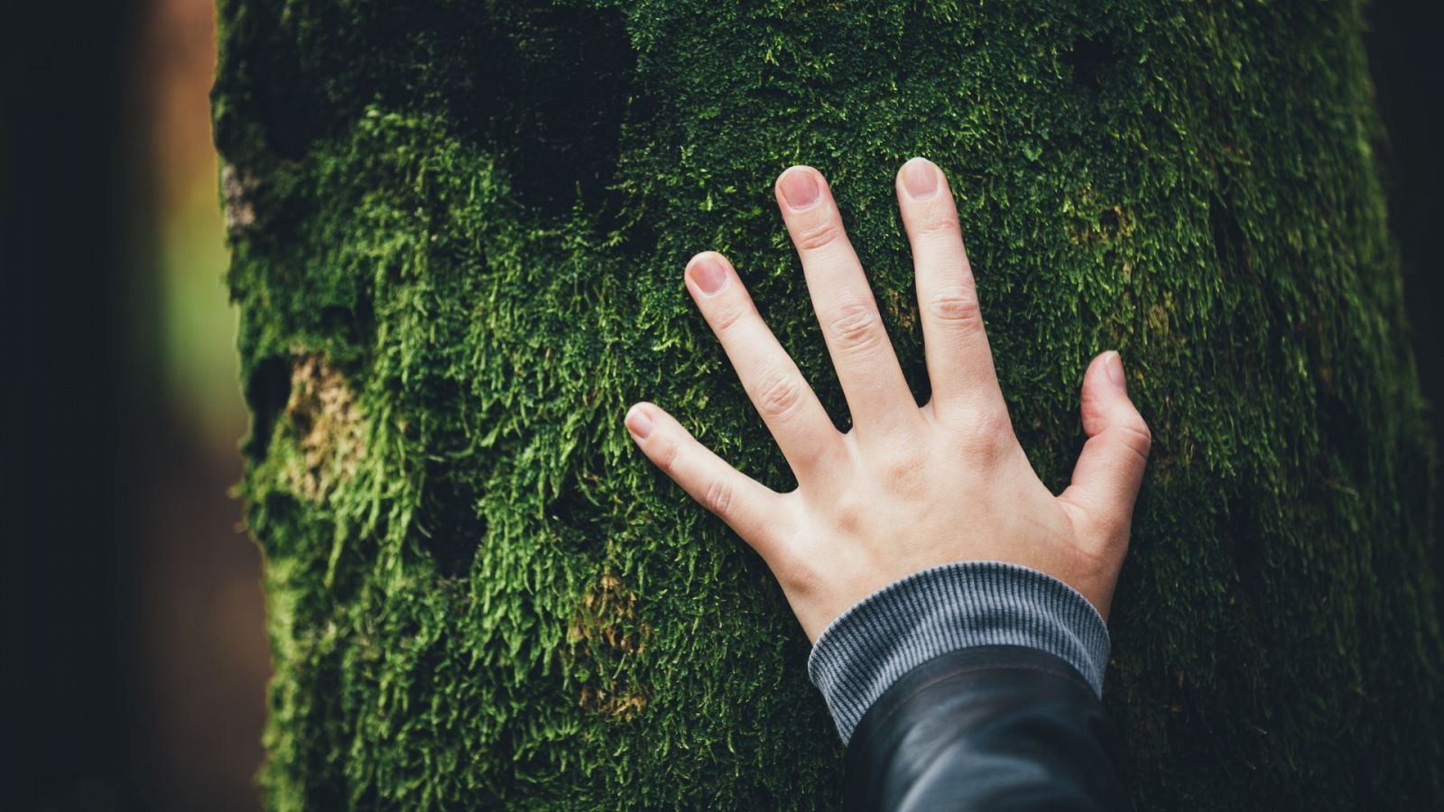 Un hombre toca un árbol