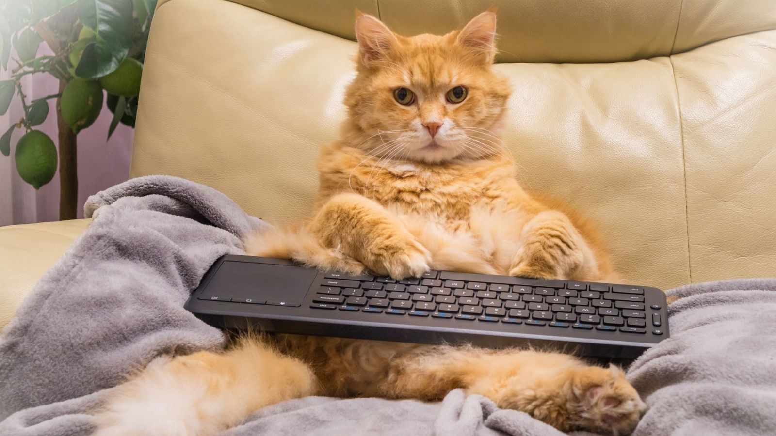 Los gatos siempre han estado presentes en Internet