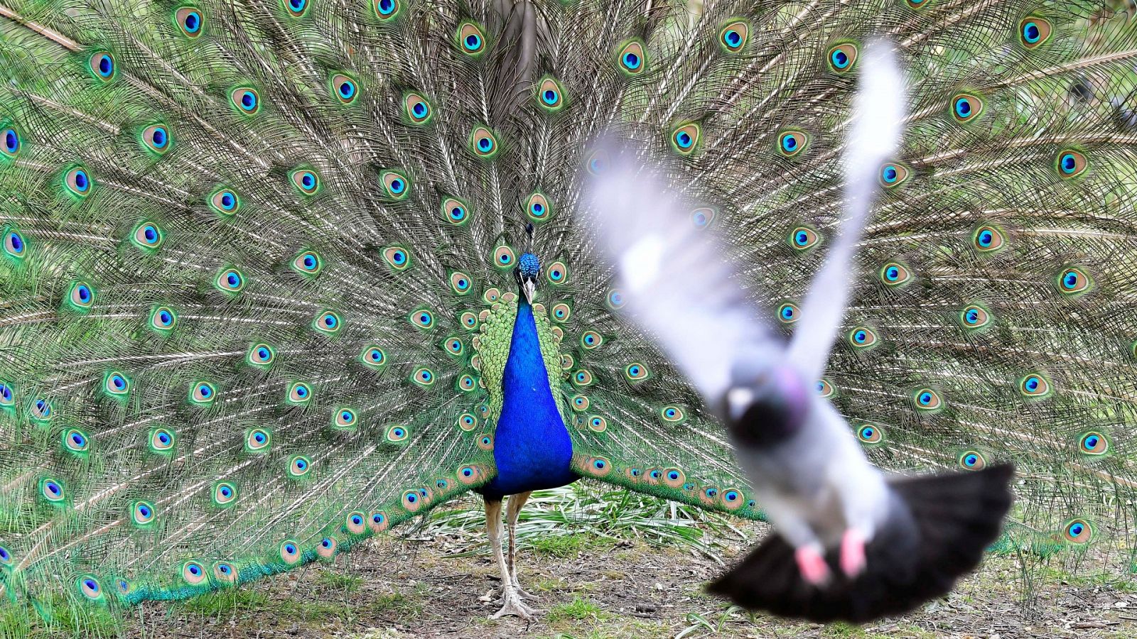 Una paloma levanta el vuelo frente a un pavo real en un parque de Londres