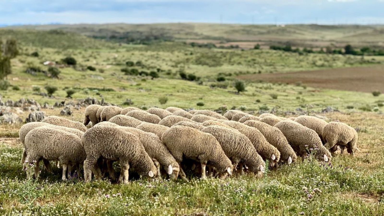 Una finca extremeña está criando los primeros corderos merinos australianos en España