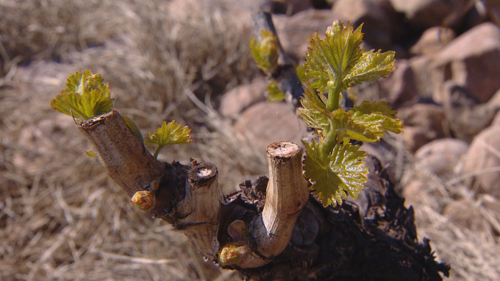 Aparecen los brotes verdes en la viña