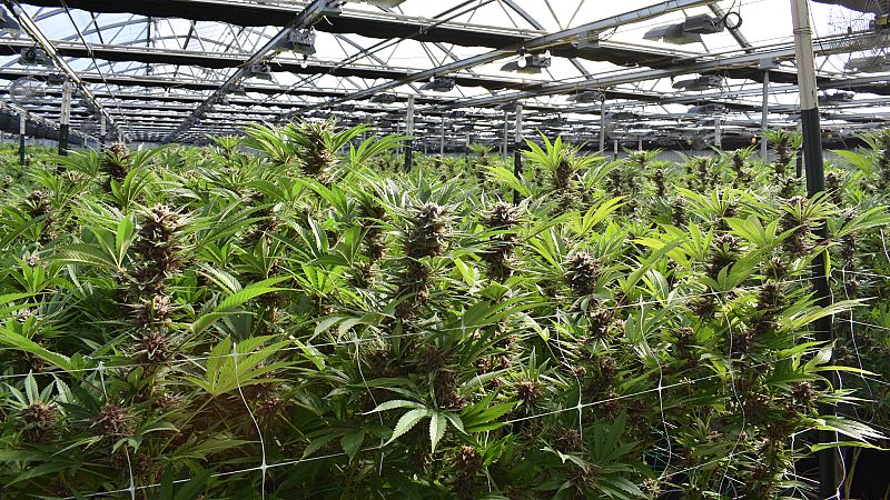 Plantación de cannabis