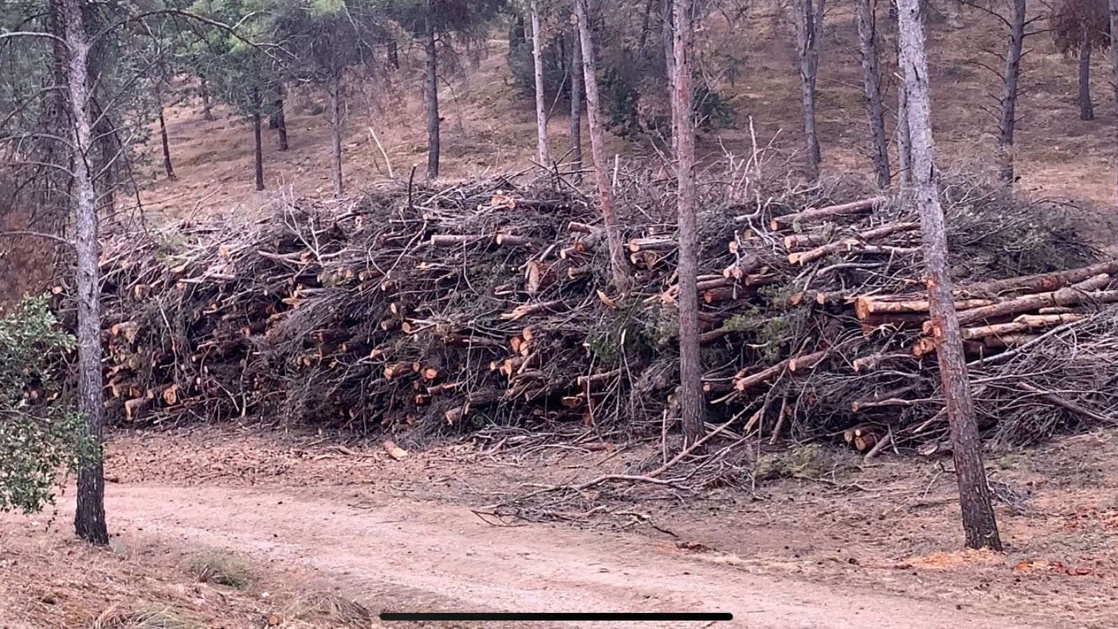 Árboles dañados tras Filomena