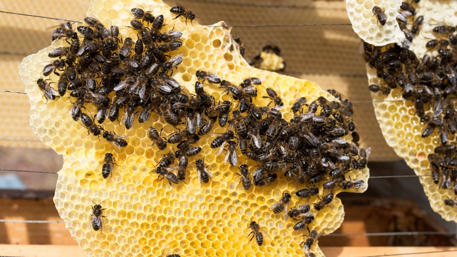 Un apicultor riojano ha creado un santuario de abejas recuperando un antiguo colmenar