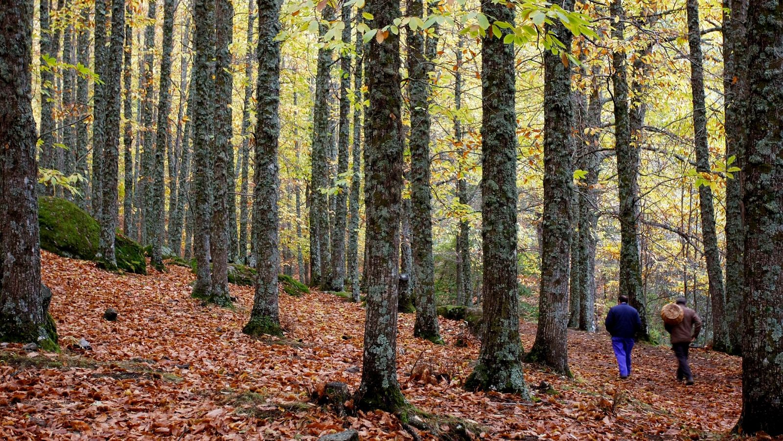 El milenario bosque de castaños en El Tiemblo