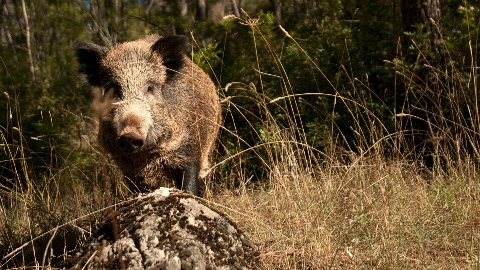 Un jabalí en el bosque