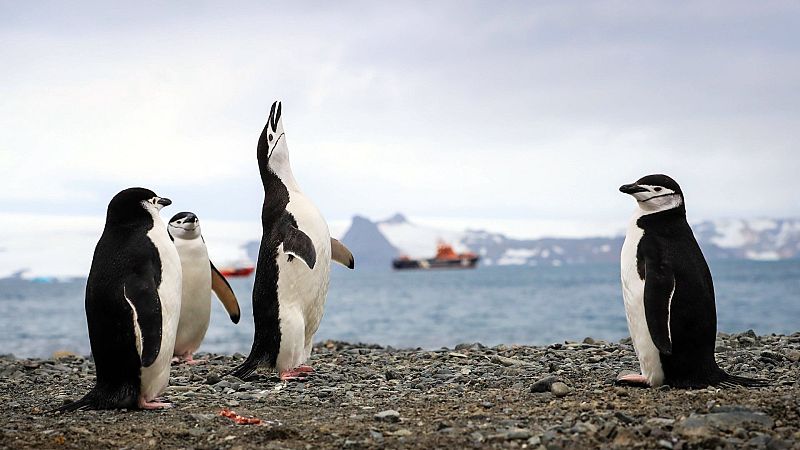 Pingüinos en la Isla Rey Jorge (Antártida) mientras se ve pasar al fondo un barco turístico
