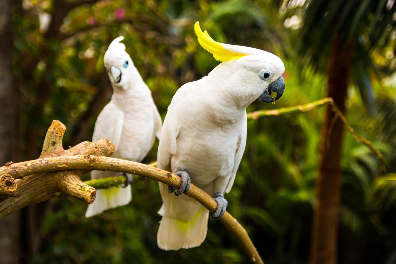 Cacatúas blancas