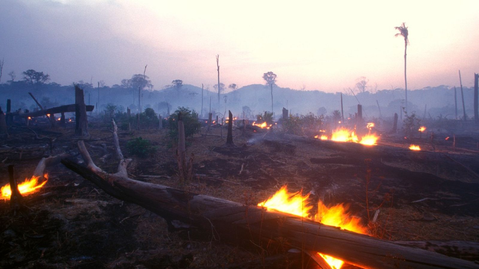 Imagen de los estragos de un incendio forestal en Brasil