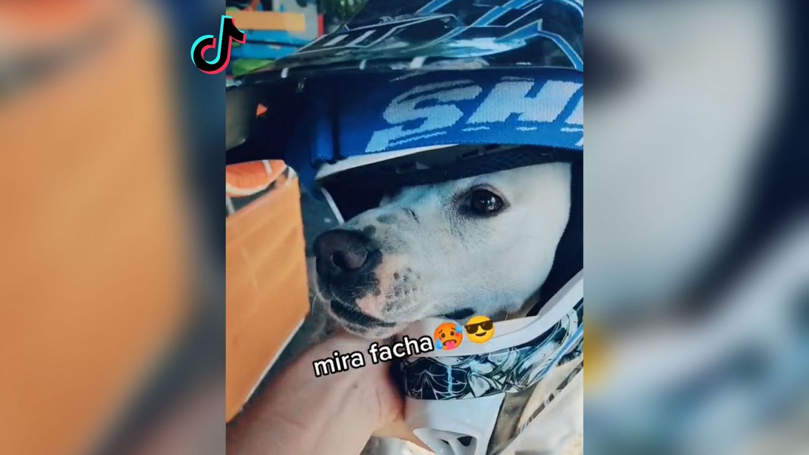 Un nuevo trend de tiktok tiene de protagonistas a los perros